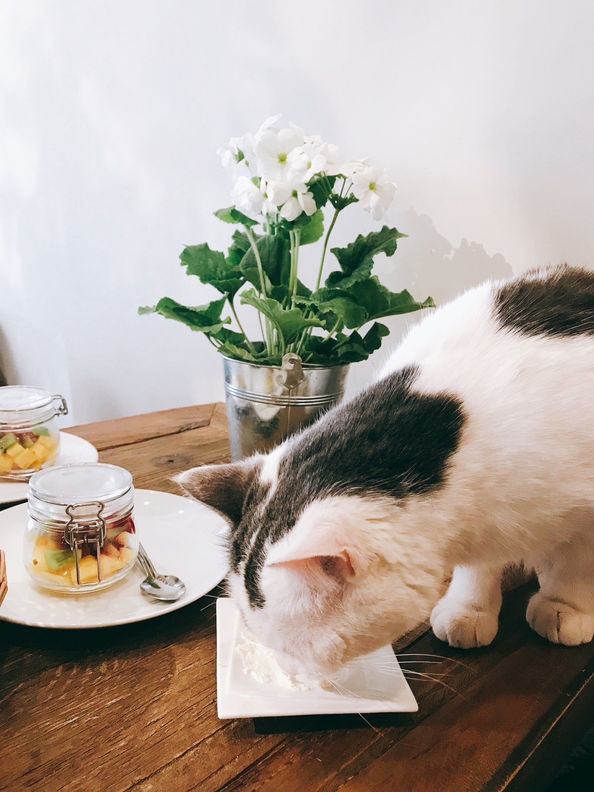 This cat is Picasso, she likes butter. 